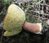 Boletus badius image