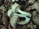 Agaricus placomyces image
