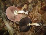 Agaricus placomyces image