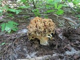 Ramaria rasilispora image