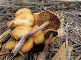 Kuehneromyces lignicola image