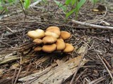 Kuehneromyces lignicola image