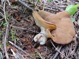 Discina ancilis image