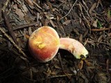 Chalciporus pseudorubinellus image