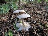 Clitocybe glacialis image