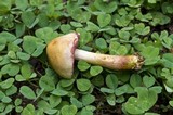 Chalciporus pseudorubinellus image
