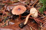Tricholoma aurantio-olivaceum image