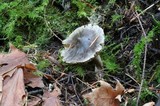 Tricholoma virgatum image