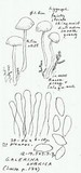 Galerina lubrica image