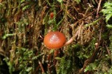 Psilocybe phyllogena image