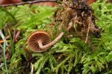 Psilocybe phyllogena image