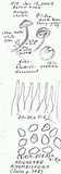 Psilocybe phyllogena image