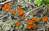 Cheilymenia fimicola image
