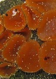 Cheilymenia fimicola image