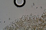 Inocybe rimosa image
