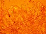 Inocybe rimosa image