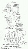 Inocybe rimosa image