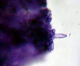 Kuehneromyces lignicola image