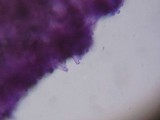 Kuehneromyces lignicola image