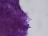 Kuehneromyces lignicola image