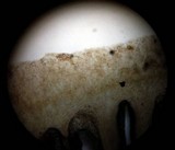Kuehneromyces lignicola image