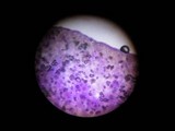Kuehneromyces lignicola image