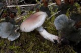 Gomphidius smithii image