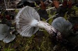 Gomphidius smithii image