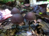 Psilocybe guilartensis image