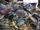 Psilocybe guilartensis image