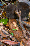 Amauroderma rude image