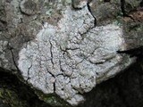 Pertusaria hymenea image