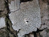 Pertusaria hymenea image