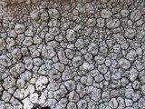 Pertusaria hymenea image