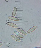 Chalciporus pseudorubinellus image
