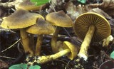 Cortinarius olivaceofuscus image