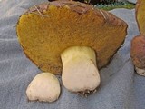 Suillus pseudobrevipes image