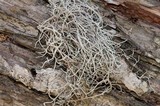 Dendrographa alectoroides image