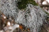 Dendrographa alectoroides image