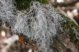 Dendrographa alectoroides image