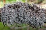 Dendrographa alectoroides image