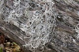 Dendrographa alectoroides image
