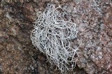 Dendrographa alectoroides image