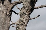 Dendrographa alectoroides image