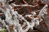 Dendrographa alectoroides image