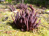 Alloclavaria purpurea image