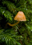 Galerina hypnorum image