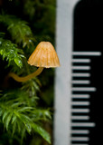 Galerina hypnorum image