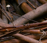 Mycena cystidiosa image