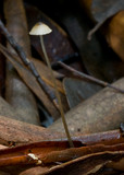 Mycena cystidiosa image